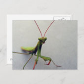 Carte postale, photo de l'insecte Mantis de la pri (Devant / Derrière)