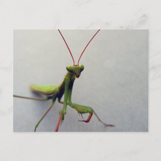 Carte postale, photo de l'insecte Mantis de la pri (Devant)