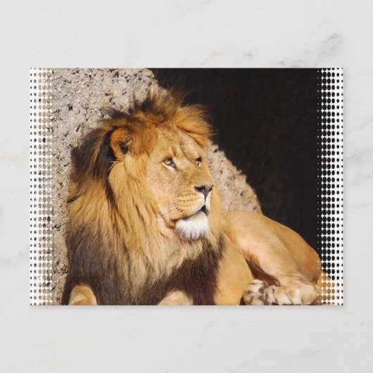 Carte postale photo de lion (Devant)