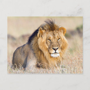 Carte Postale Photo de lion majestueuse