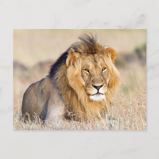 Carte Postale Photo de lion majestueuse (Devant)