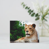 Carte Postale Photo de Lioness (Debout devant)