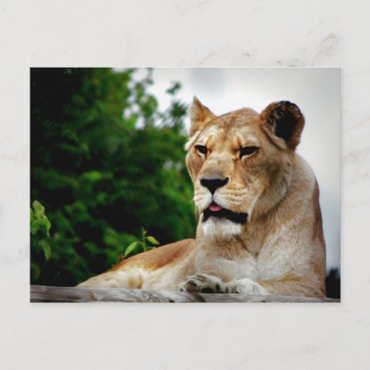 Carte Postale Photo de Lioness (Devant)