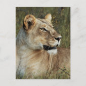 Carte Postale Photo de Lioness Panthera Leo (Devant)