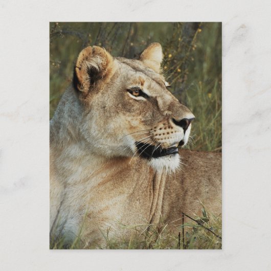 Carte Postale Photo de Lioness Panthera Leo (Devant)