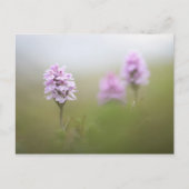 Carte Postale Photo de l'orchidée sauvage (Devant)