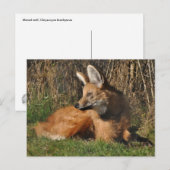 Carte Postale Photo de loup Mané (Devant / Derrière)