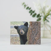 Carte Postale Photo de l'ours noir (Debout devant)
