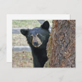 Carte Postale Photo de l'ours noir (Devant / Derrière)