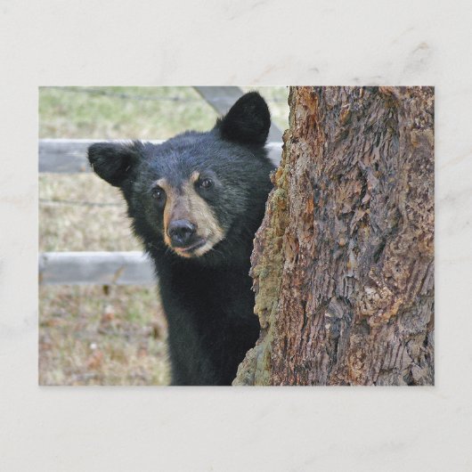 Carte Postale Photo de l'ours noir (Devant)
