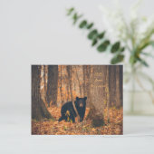 Carte Postale Photo de l'ours noir du Wisconsin (Debout devant)