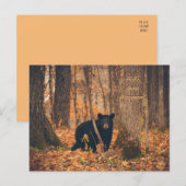 Carte Postale Photo de l'ours noir du Wisconsin (Devant / Derrière)