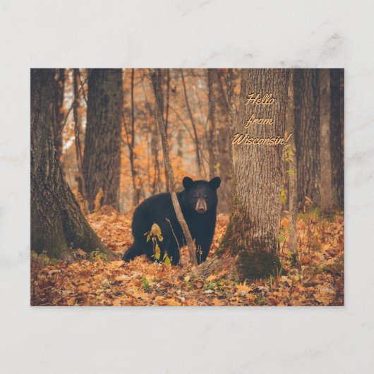 Carte Postale Photo de l'ours noir du Wisconsin (Devant)