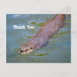 Carte Postale Photo de loutre sauvage nageant Merci
