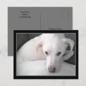 Carte Postale Photo de l'unique chien blanc du Labrador Retrieve (Devant / Derrière)
