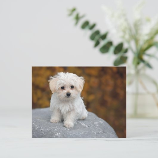 Carte Postale Photo de Maltese White Puppy (Debout devant)