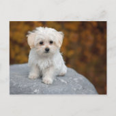 Carte Postale Photo de Maltese White Puppy (Devant)