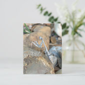 Carte Postale Photo de Mantis de la prière blanche (Debout devant)