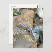 Carte Postale Photo de Mantis de la prière blanche (Devant / Derrière)