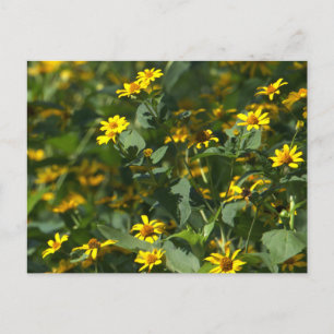 Carte postale photo de marguerites jaunes