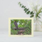 Carte postale photo de merle (Debout devant)
