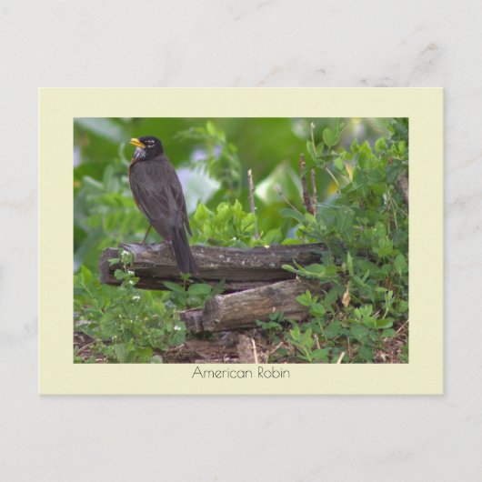 Carte postale photo de merle (Devant)