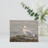 Carte postale photo de mouette (Debout devant)
