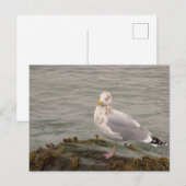 Carte postale photo de mouette (Devant / Derrière)