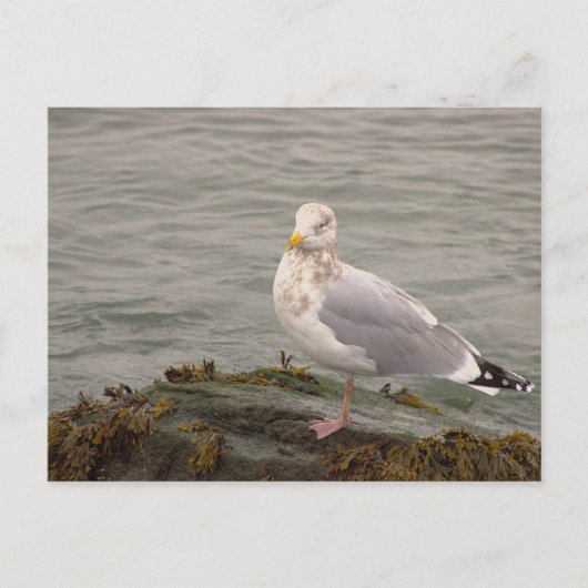 Carte postale photo de mouette (Devant)