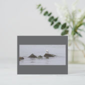 Carte postale photo de mouette (Debout devant)