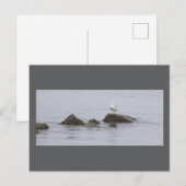 Carte postale photo de mouette (Devant / Derrière)