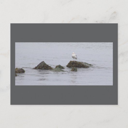 Carte postale photo de mouette (Devant)
