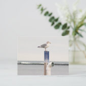 Carte postale photo de mouette (Debout devant)