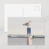 Carte postale photo de mouette (Devant / Derrière)