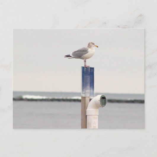 Carte postale photo de mouette (Devant)