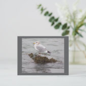 Carte postale photo de mouette (Debout devant)