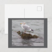 Carte postale photo de mouette (Devant / Derrière)
