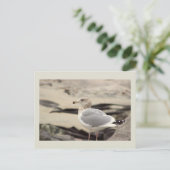 Carte postale photo de mouette (Debout devant)