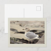 Carte postale photo de mouette (Devant / Derrière)