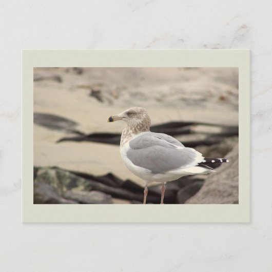 Carte postale photo de mouette (Devant)