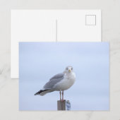 Carte postale photo de mouette (Devant / Derrière)