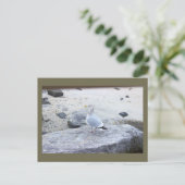 Carte postale photo de mouette (Debout devant)