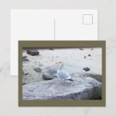 Carte postale photo de mouette (Devant / Derrière)
