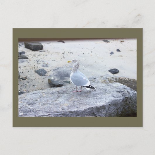 Carte postale photo de mouette (Devant)