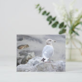 Carte postale photo de mouette (Debout devant)