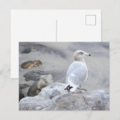 Carte postale photo de mouette (Devant / Derrière)