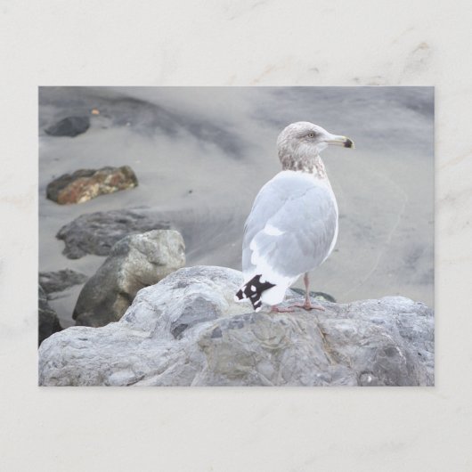 Carte postale photo de mouette (Devant)