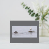 Carte postale photo de mouette (Debout devant)