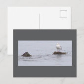 Carte postale photo de mouette (Devant / Derrière)