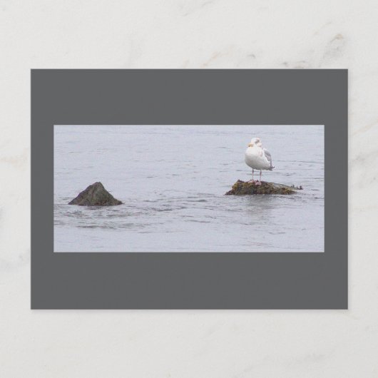Carte postale photo de mouette (Devant)